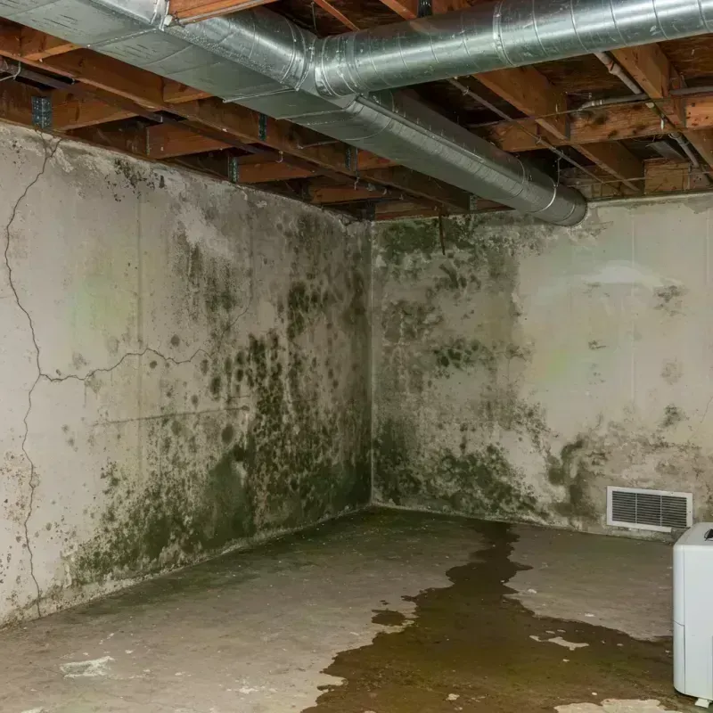 Professional Mold Removal in Salem, SD